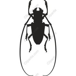 Elegant Insect