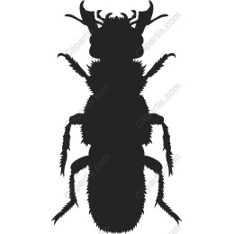 Beetle