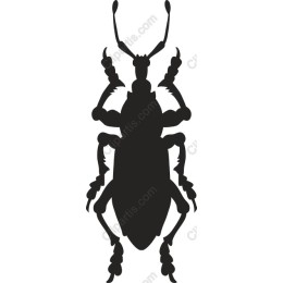 Beetle