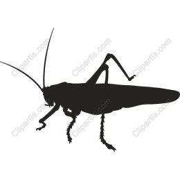 High-Quality Grasshopper