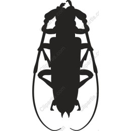 Beetle