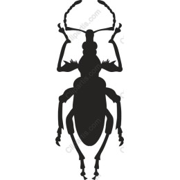 Beetle