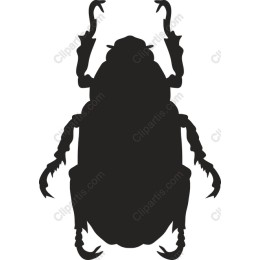 Black Beetle