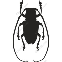 Insect