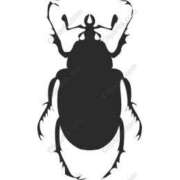 Beetle
