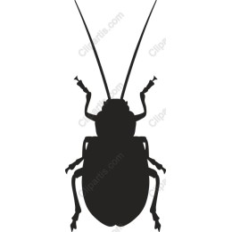 Black Beetle