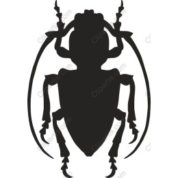 Beetle