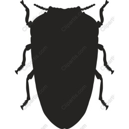 Beetle