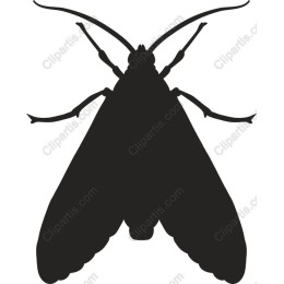 Elegant Moth