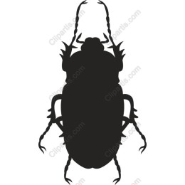  Beetle