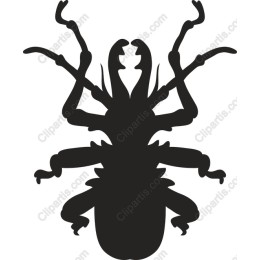 Beetle - Available