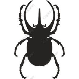 Beetle