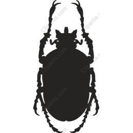 Elegant Beetle