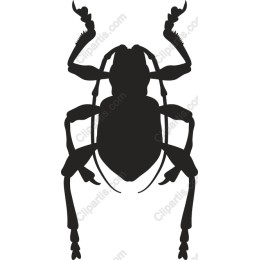 Beetle
