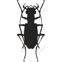 Beetle