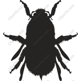 Elegant Beetle