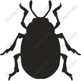 Beetle