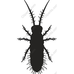 Insect