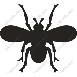 Elegant Bee