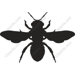 Elegant Bee
