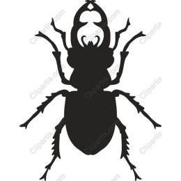 Beetle