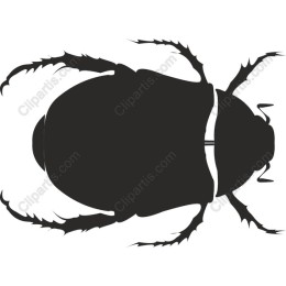 Elegant Beetle