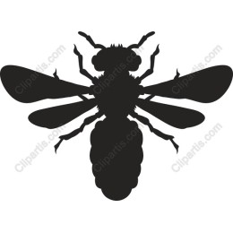 Elegant Bee