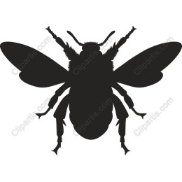 High-Quality Bee