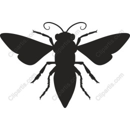 Elegant Bee
