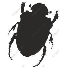 Beetle