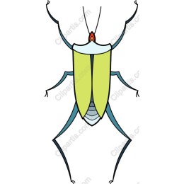 Vibrant Beetle