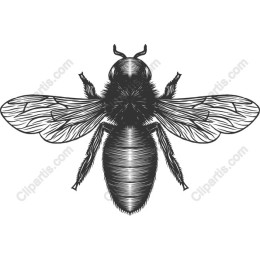 Vintage Bee