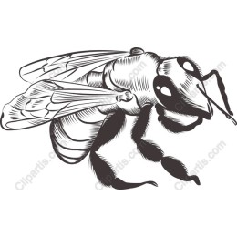 Black and White Bee