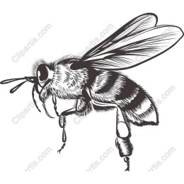Honey Bee