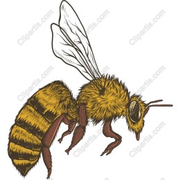 Stunning Honeybee