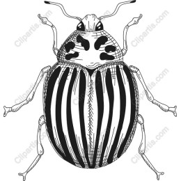 Striped Beetle