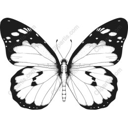 Elegant Black and White Butterfly