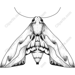 Elegant Moth