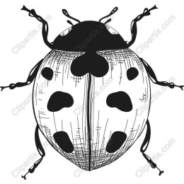 Charming Ladybug
