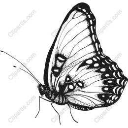 Elegant Butterfly
