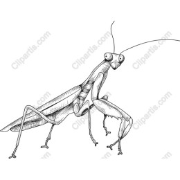 Elegant Mantis