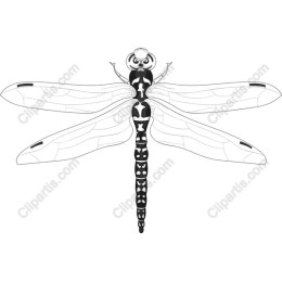 Dragonfly - Elegant Black and White