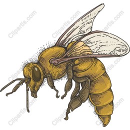 Intricate Bee