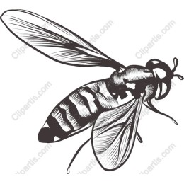 Honeybee