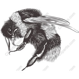 Hand-Drawn Bee