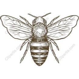 Vintage Bee