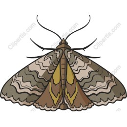 Elegant Moth
