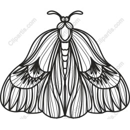 Elegant Decorative Moth