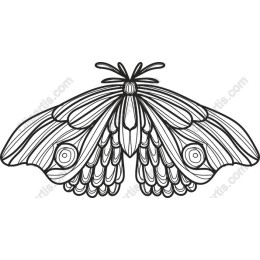 Moth - Elegant Line Drawing