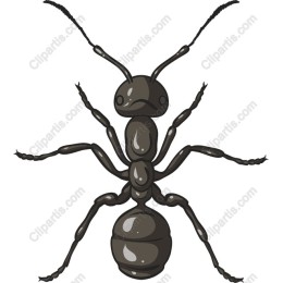 Black Ant
